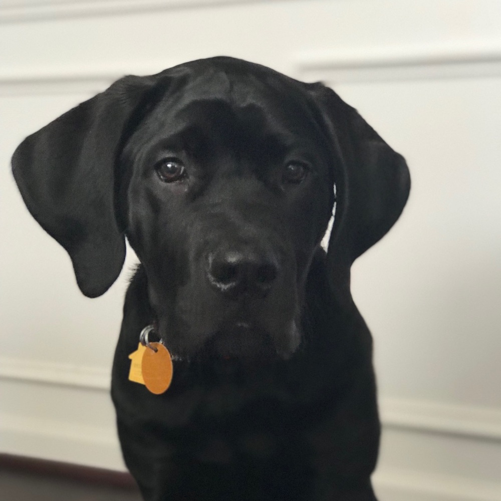Meet your Posher, Bridgette